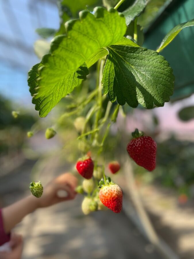 いちご狩りのススメ