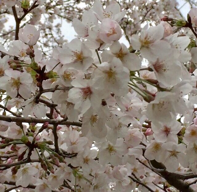 桜も🌸満開